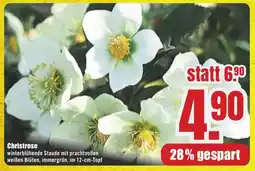 B1 Discount Baumarkt Christrose Angebot