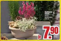 B1 Discount Baumarkt Bepflanzte Schale Angebot