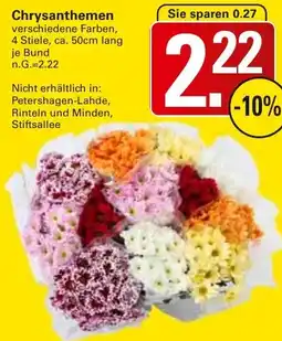 WEZ Chrysanthemen Angebot