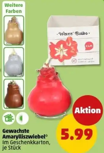 PENNY Gewachste Amarylliszwiebel Angebot