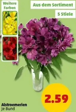 PENNY Alstroemerien Angebot