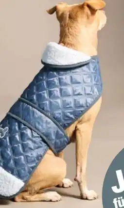 Woolworth Hunde Steppjacke Angebot