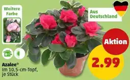PENNY Azalee Angebot