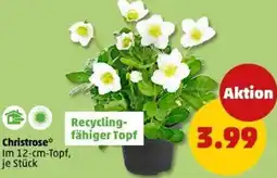 PENNY Christrose Angebot