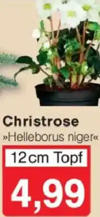 Jawoll Christrose Angebot