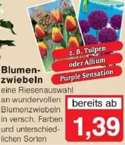Jawoll Blumenzwiebeln Angebot