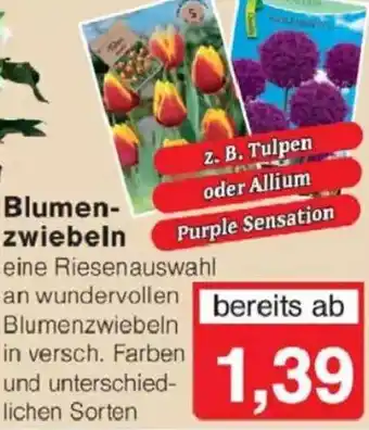 Jawoll Blumenzwiebeln Angebot