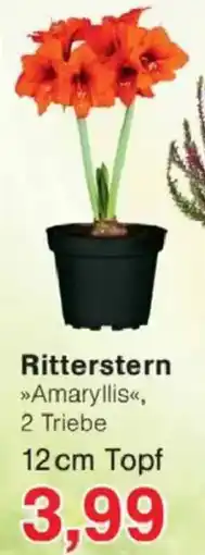 Jawoll Ritterstern 12cm Topf Angebot