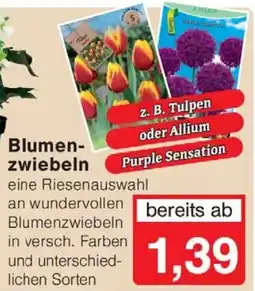 Wiglo Wunderland Blumen- zwiebeln Angebot