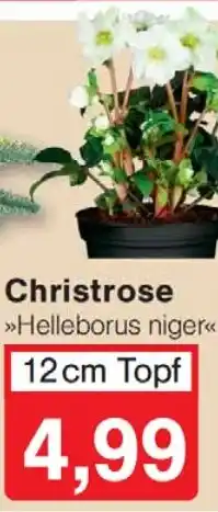 Wiglo Wunderland Christrose 12cm Topf Angebot