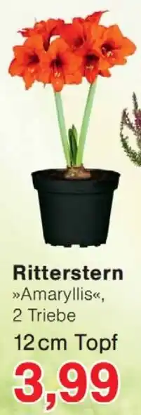 Wiglo Wunderland Ritterstern 12 cm Topf Angebot