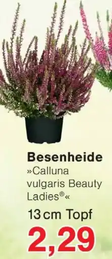 Wiglo Wunderland Besenheide 13 cm Topf Angebot