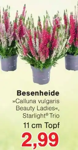 Wiglo Wunderland Besenheide 11 cm Topf Angebot