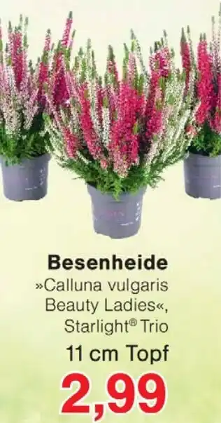 Wiglo Wunderland Besenheide 11 cm Topf Angebot