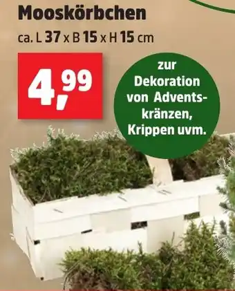 Thomas Philipps Mooskörbchen Angebot
