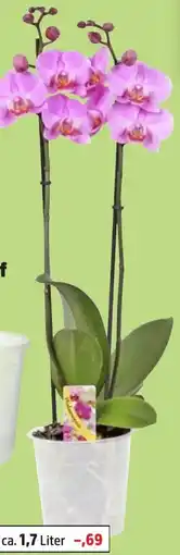 Thomas Philipps Orchidee Phalaenopsis Angebot