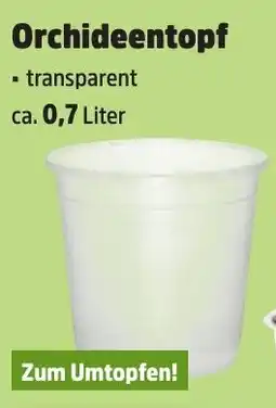Thomas Philipps Orchideentopf Angebot