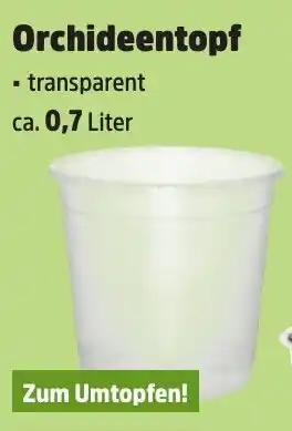 Thomas Philipps Orchideentopf Angebot
