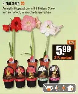 V Baumarkt Ritterstern Angebot