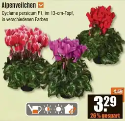 V Baumarkt Alpenveilchen Angebot