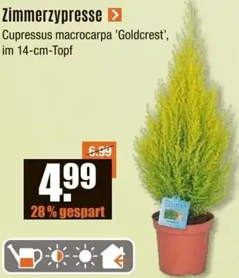 V Baumarkt Zimmerzypresse Angebot