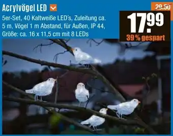 V Baumarkt Acrylvögel LED Angebot