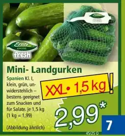 Norma Mini-Landgurken Angebot