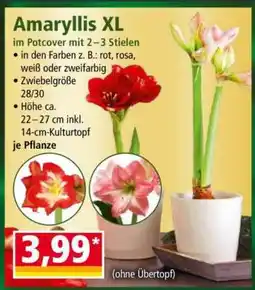 Norma Amaryllis XL Angebot