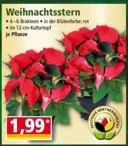 Norma Weihnachtsstern Angebot