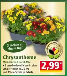Norma Chrysantheme Angebot
