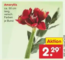 Netto Marken-Discount Amaryllis Angebot
