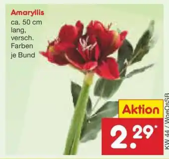 Netto Marken-Discount Amaryllis Angebot