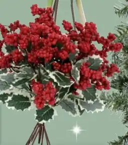 Thomas Philipps Beerenzweig Angebot