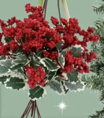 Thomas Philipps Beerenzweig Angebot