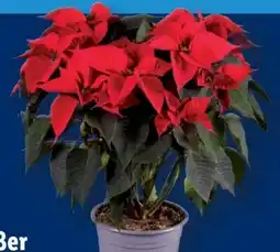 Lidl Großer Weihnachtssternbusch Angebot