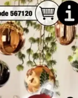 Ostermann Zedernzweig Angebot