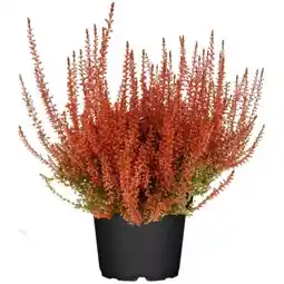 toom Baumarkt Toom Knospenheide Angebot