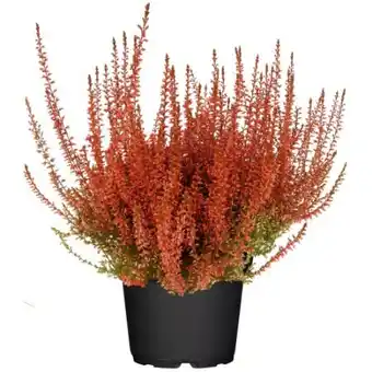 toom Baumarkt Toom Knospenheide Angebot