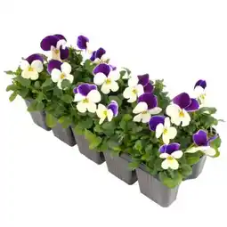 toom Baumarkt Toom Hornveilchen Farbmix Angebot