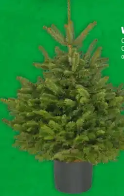 Hagebau Getopfte Weihnachtsbäume Angebot