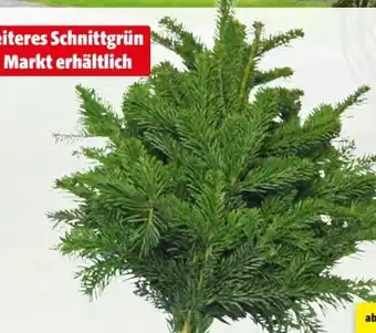 Hagebau Schnittgrün Angebot