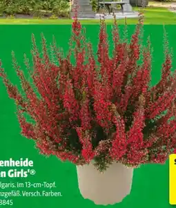 Hagebau Knospenheide Garden Girls Angebot