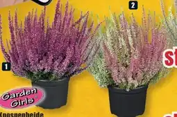 B1 Discount Baumarkt Garden Girls Knospenheide Angebot