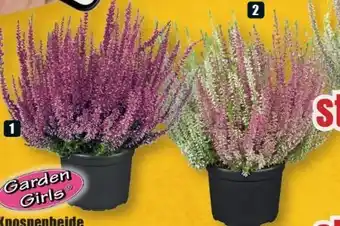 B1 Discount Baumarkt Garden Girls Knospenheide Angebot