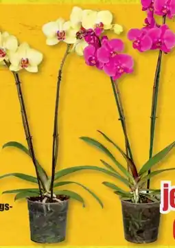 B1 Discount Baumarkt Schmetterlingsorchideen Angebot