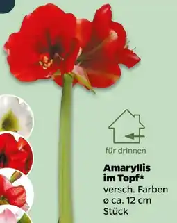 NETTO Amaryllis Angebot