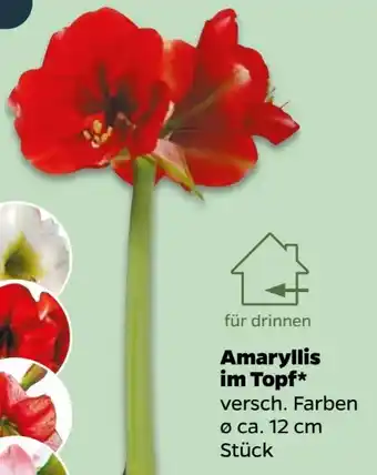 NETTO Amaryllis Angebot