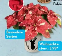 Aldi Süd Gardenline Weihnachtsstern Angebot