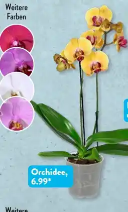 Aldi Süd Gardenline Orchidee Angebot