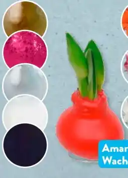 Aldi Süd Amaryllis in Wachs Angebot